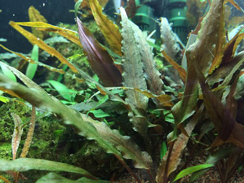 Tropica 1•2•Grow! Cryptocoryne undulatus &quot;Red&quot;