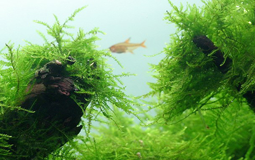 Tropica 1•2•Grow! Taxiphyllum Barbieri