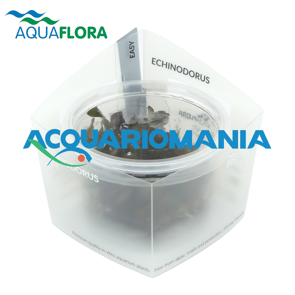 Aquaflora Alternanthera Reineikii &quot;Mini&quot; in Vitro Cup (copia)