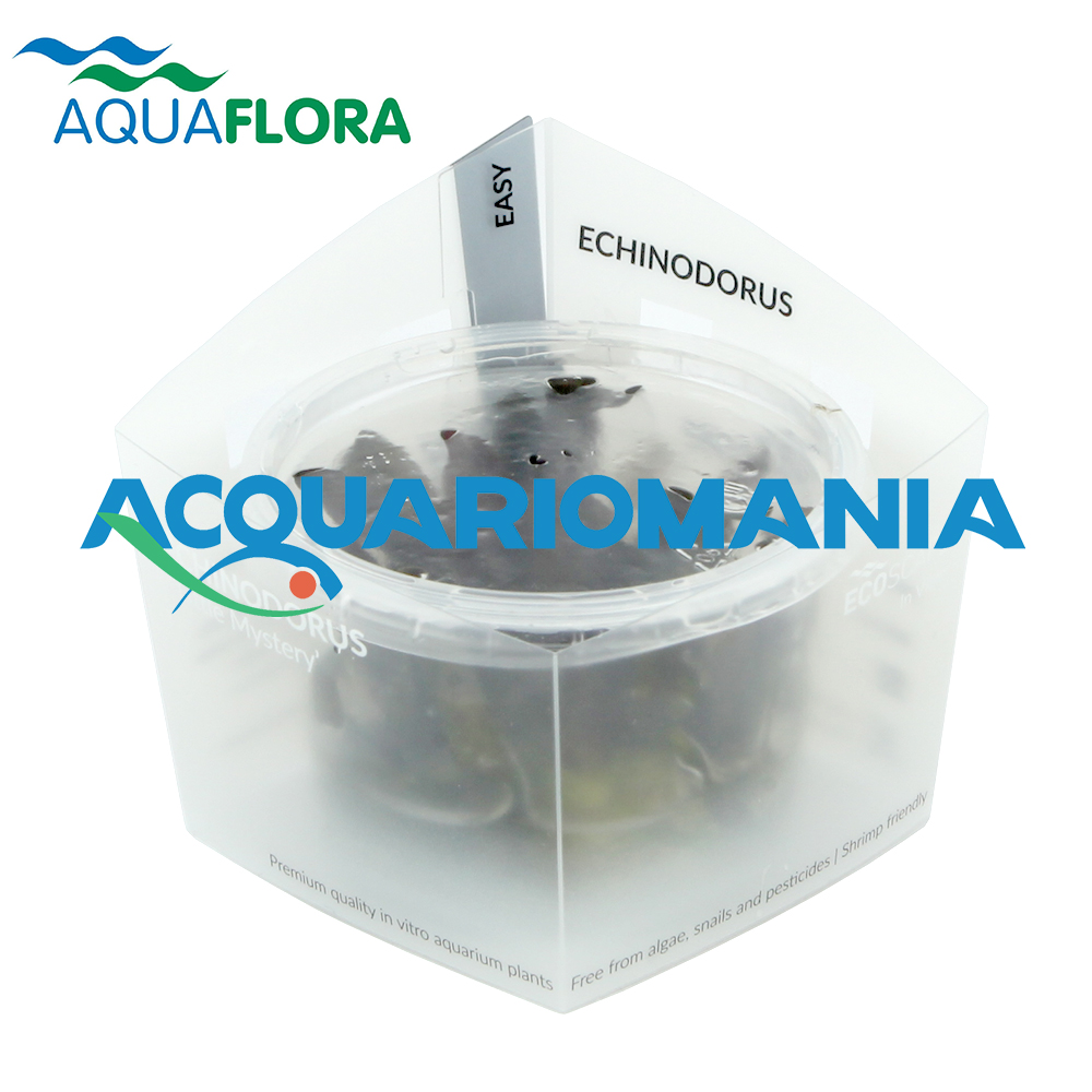 Aquaflora Echinodorus&quot;Little Mystery&quot; in Vitro Cup (copia)