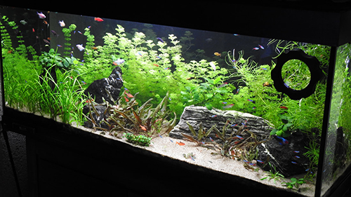 Coral Box Magnet Cleaner Explorer per vasche con vetri fino a 5-10mm