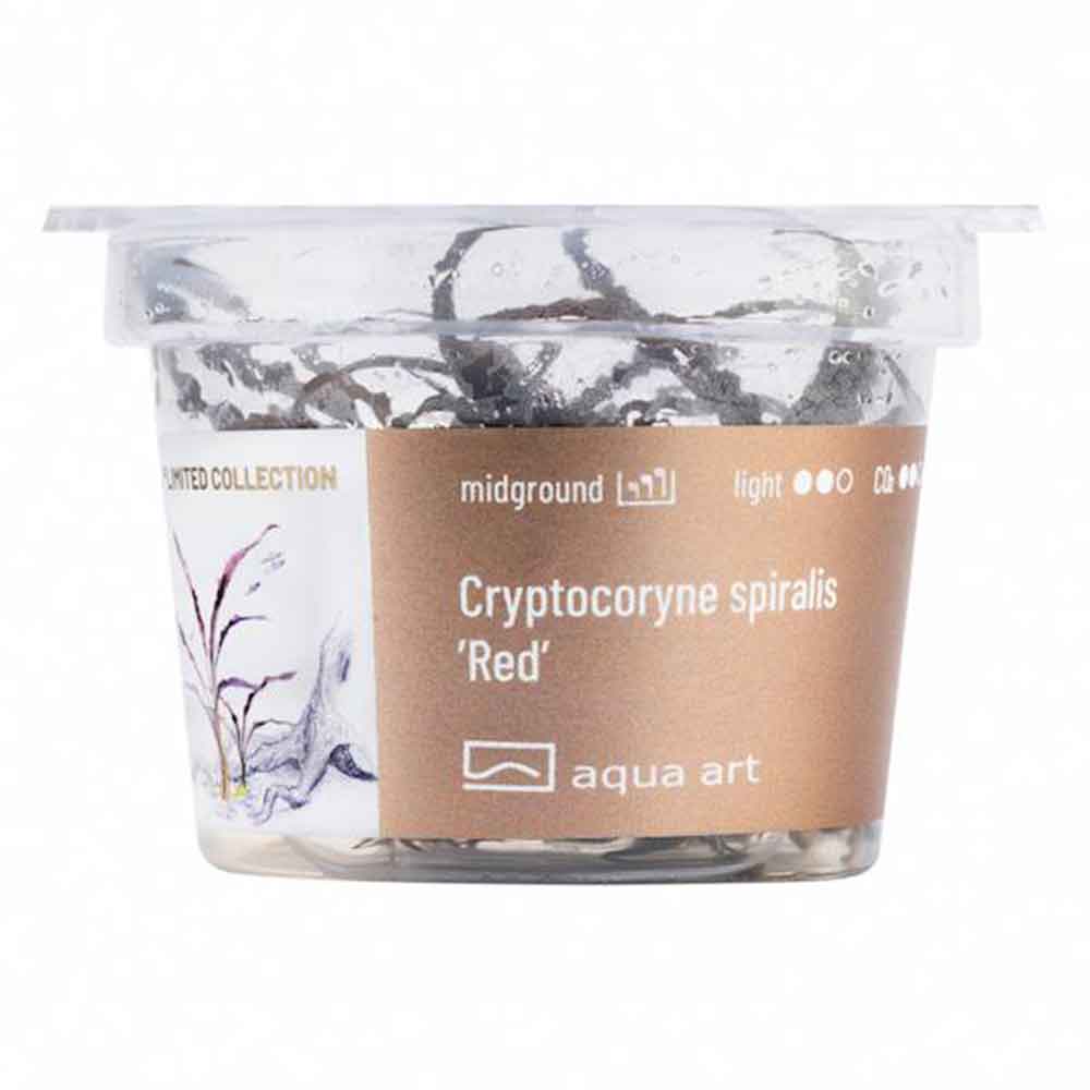 Aqua Art Cryptocoryne spiralis &quot;Red&quot; in Vitro Cup