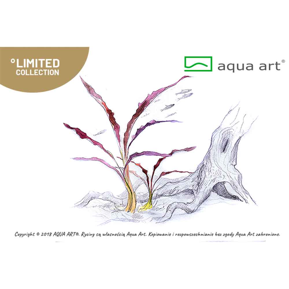 Aqua Art Cryptocoryne spiralis &quot;Red&quot; in Vitro Cup