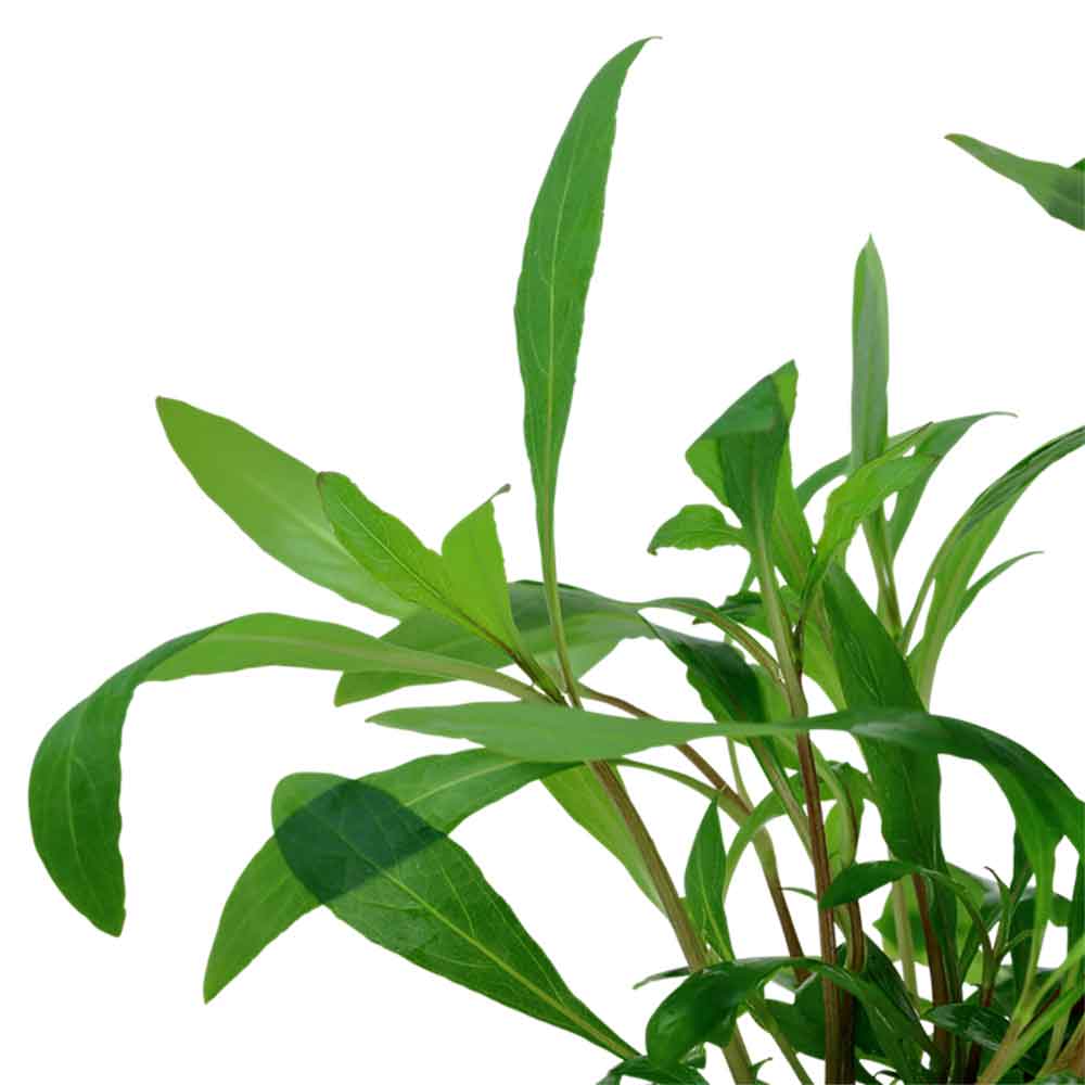 Tropica Hygrophila Corymbosa &quot;Siamensis&quot; in vasetto