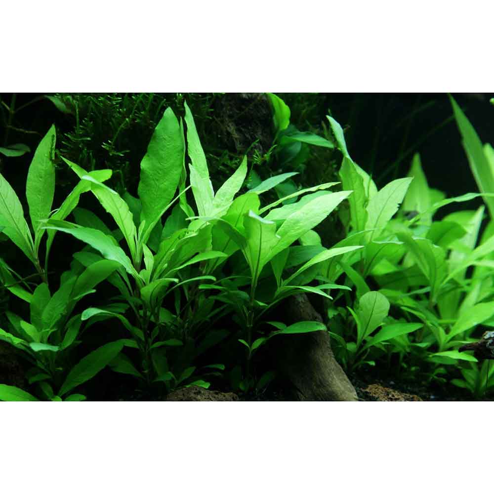 Tropica Hygrophila Corymbosa &quot;Siamensis&quot; in vasetto