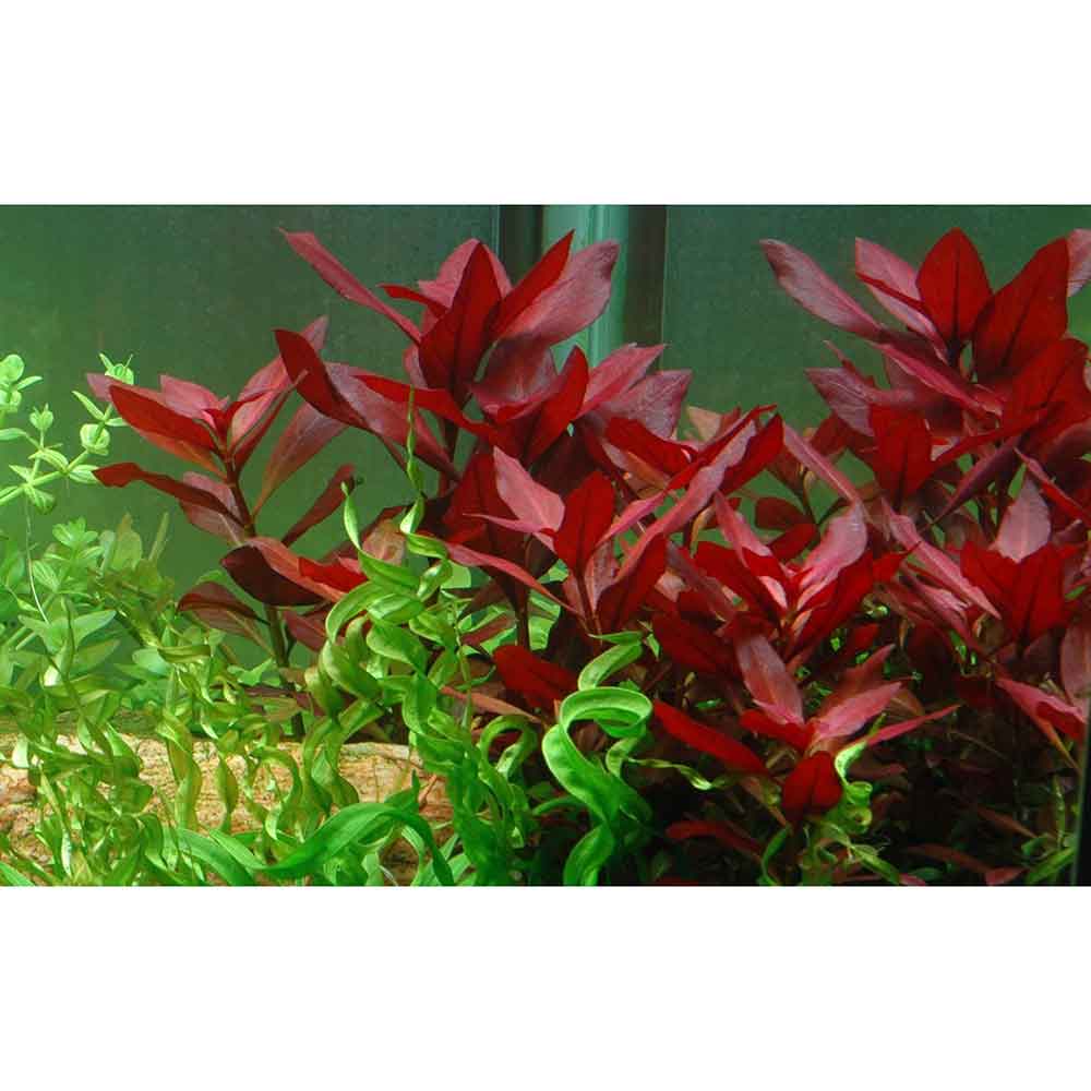 Tropica Ludwigia Repens &quot;Rubin&quot; in vasetto