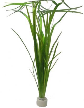 Tropica Vallisneria americana &quot;Natans&quot; in mazzetto
