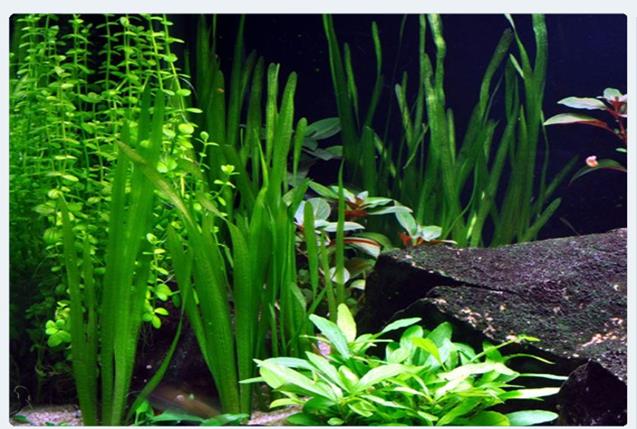 Tropica Vallisneria americana &quot;Natans&quot; in mazzetto