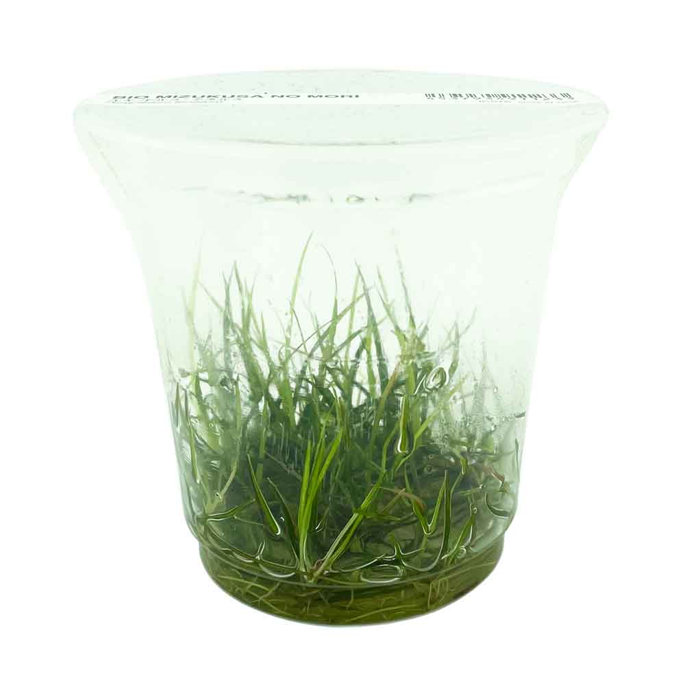 Ada Bio Mizukusa No Mori Helanthium Echinodorus tenellum in Vitro Cup (8Ø-10H)