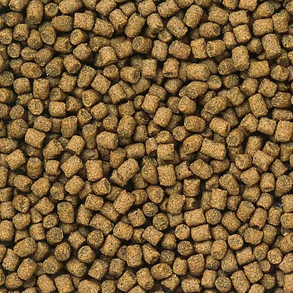 Hikari Lionhead mini pellet mangime per pesci rossi e Testa di Leone 100g
