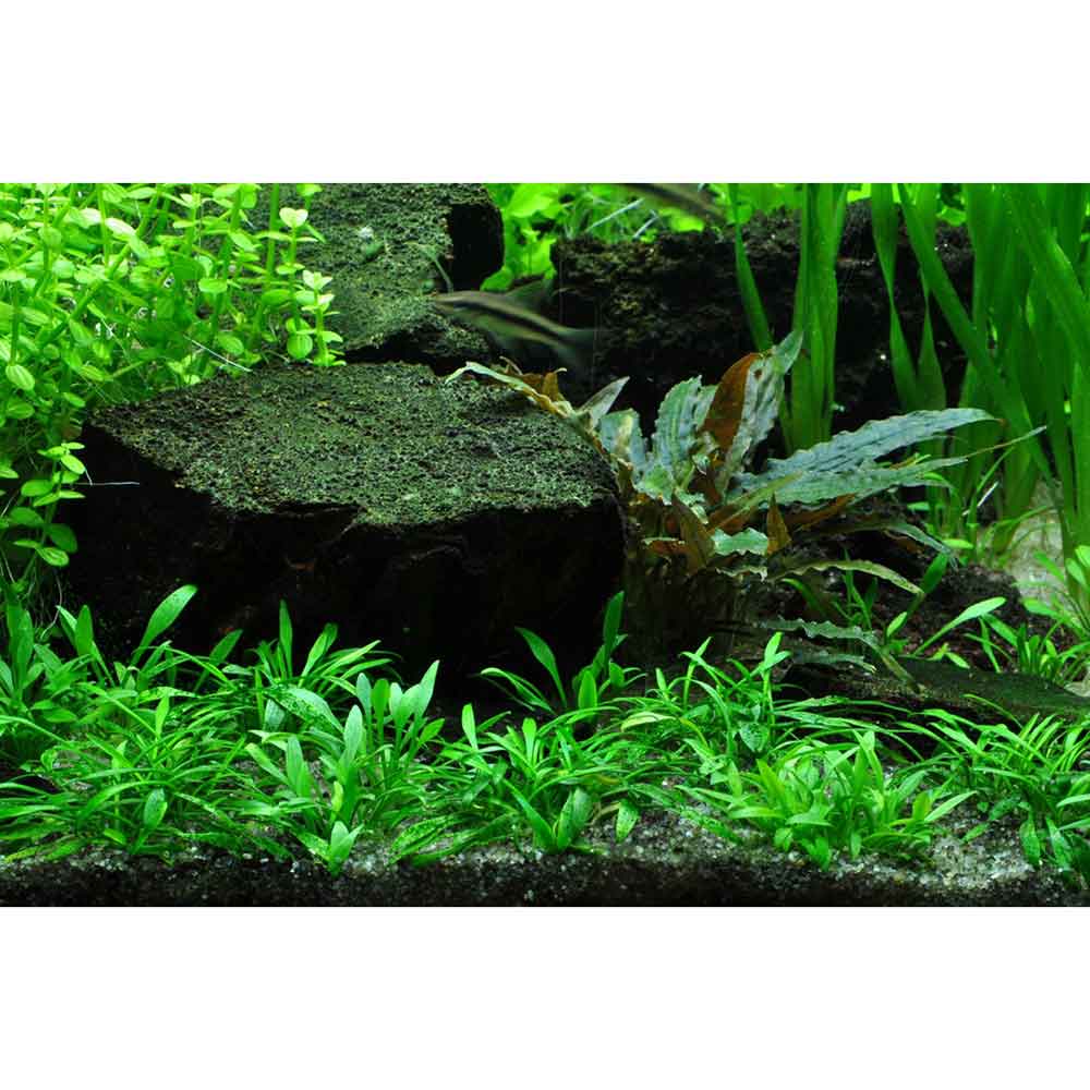 Tropica 1•2•Grow! Cryptocoryne parva in Vitro Cup
