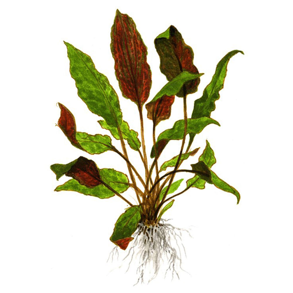Tropica 1•2•Grow! Cryptocoryne wendtii &quot;mi Oya&quot; in Vitro Cup