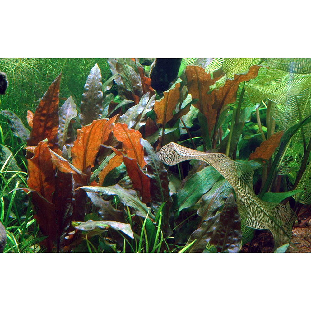Tropica 1•2•Grow! Cryptocoryne wendtii &quot;mi Oya&quot; in Vitro Cup
