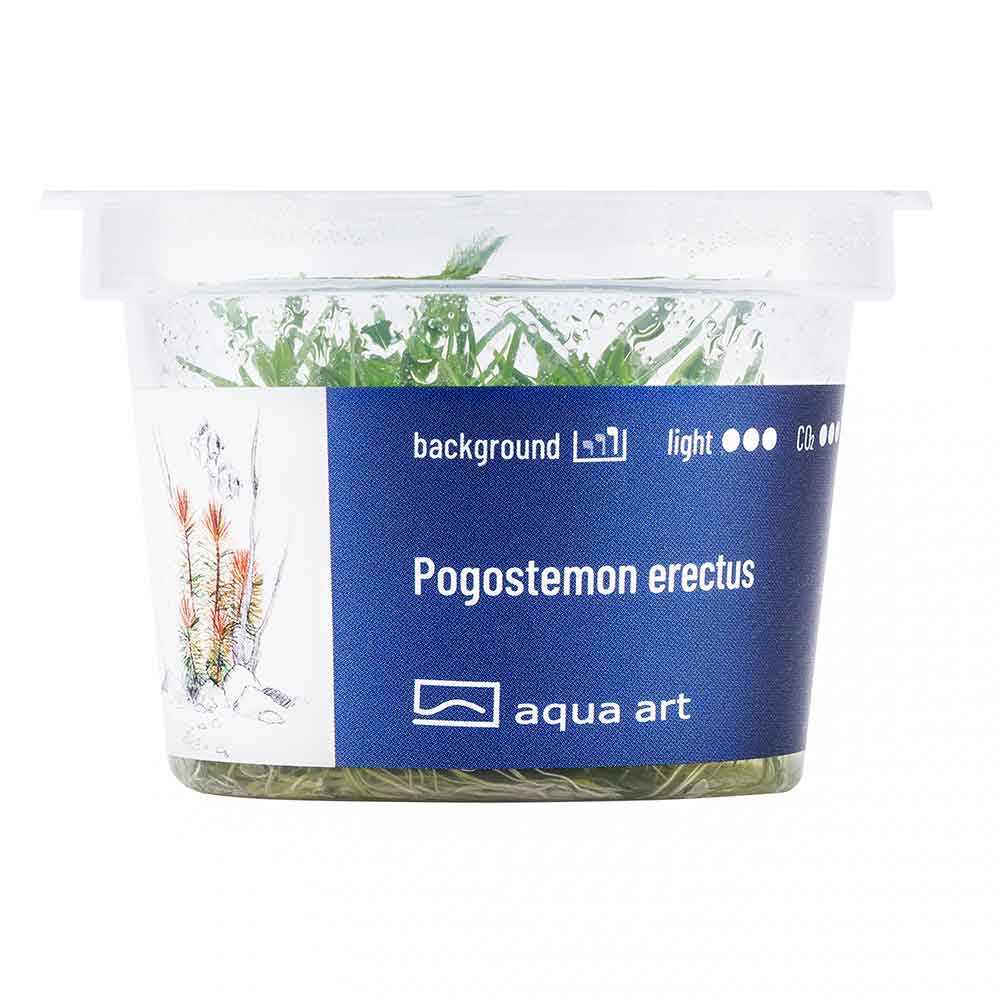 Aqua Art Pogostemon erectus in Vitro Cup