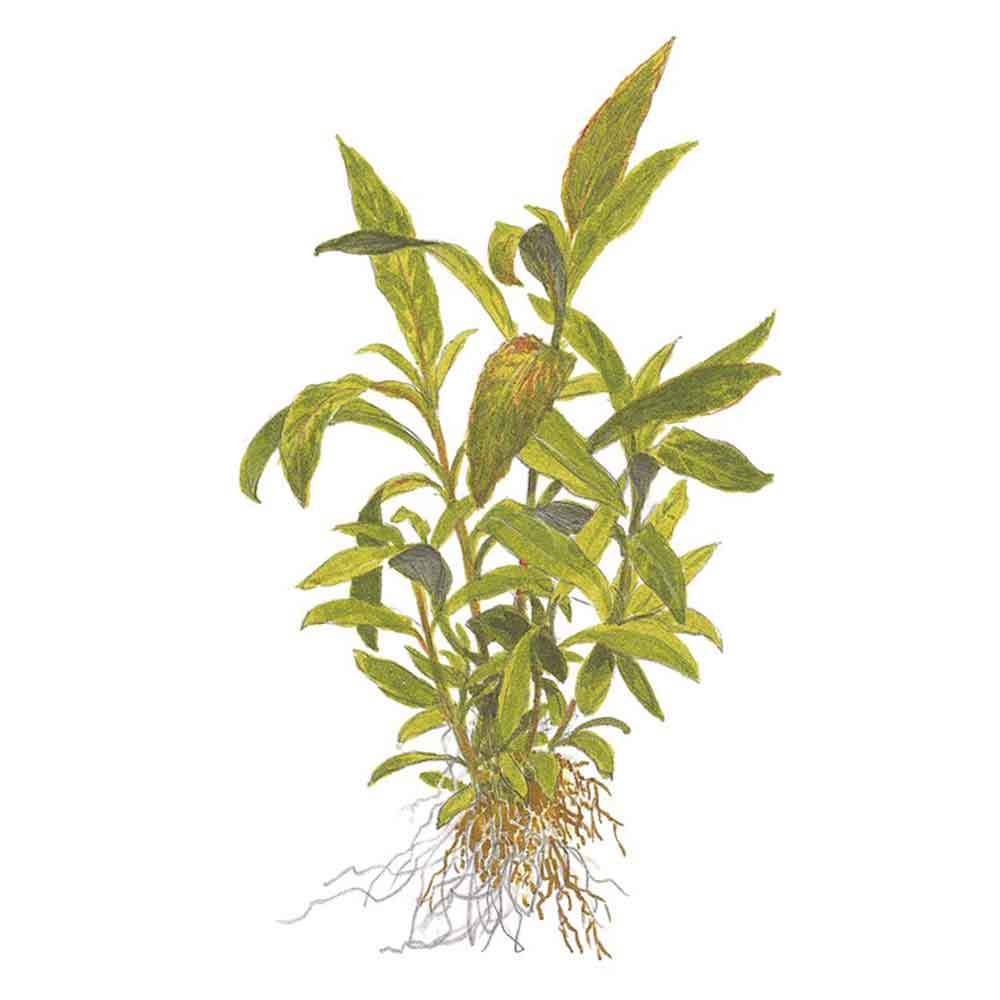 Tropica Hygrophila Corymbosa &quot;Siamensis&quot; in vasetto