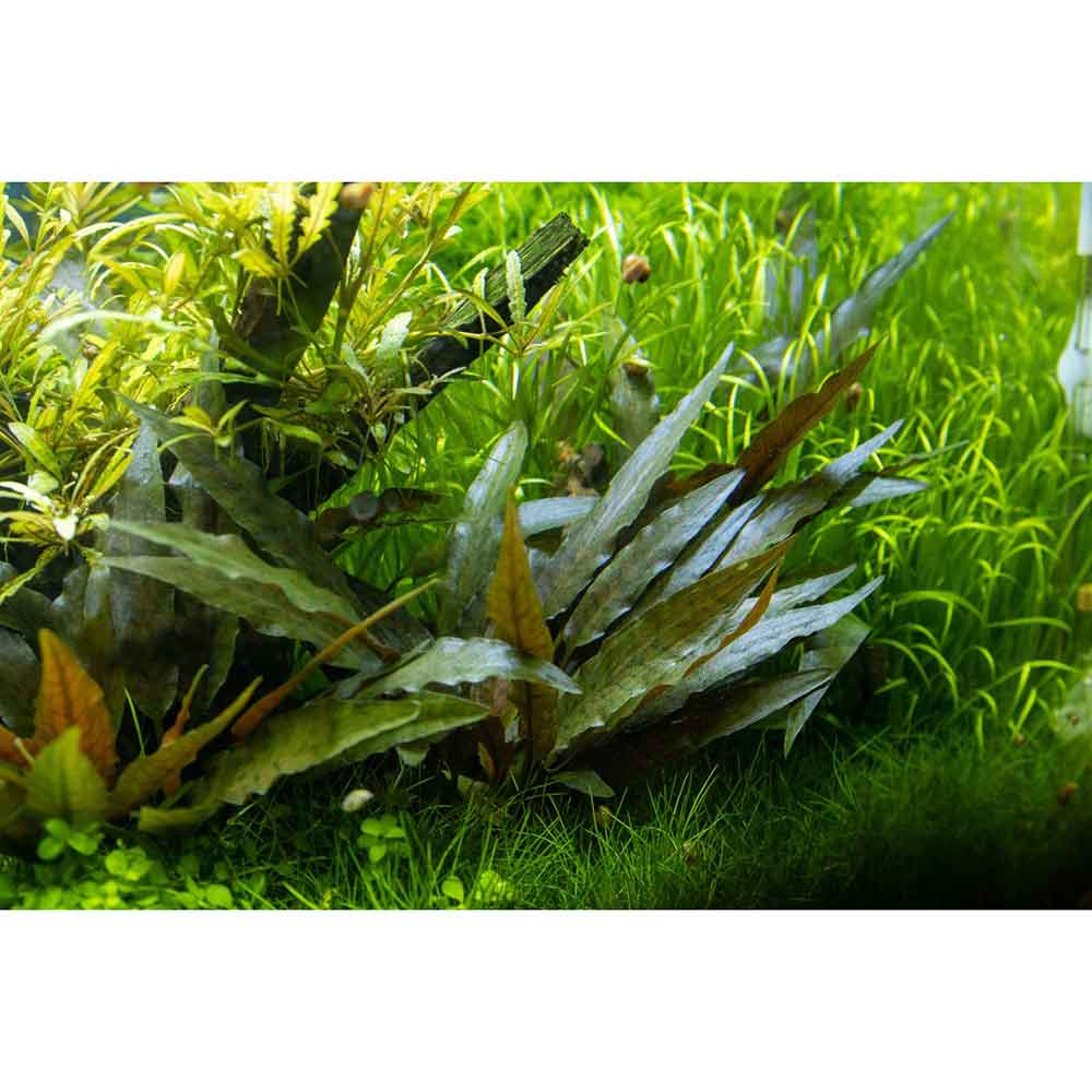 Tropica Cryptocoryne Beckettii &quot;Petchii&quot; in vasetto