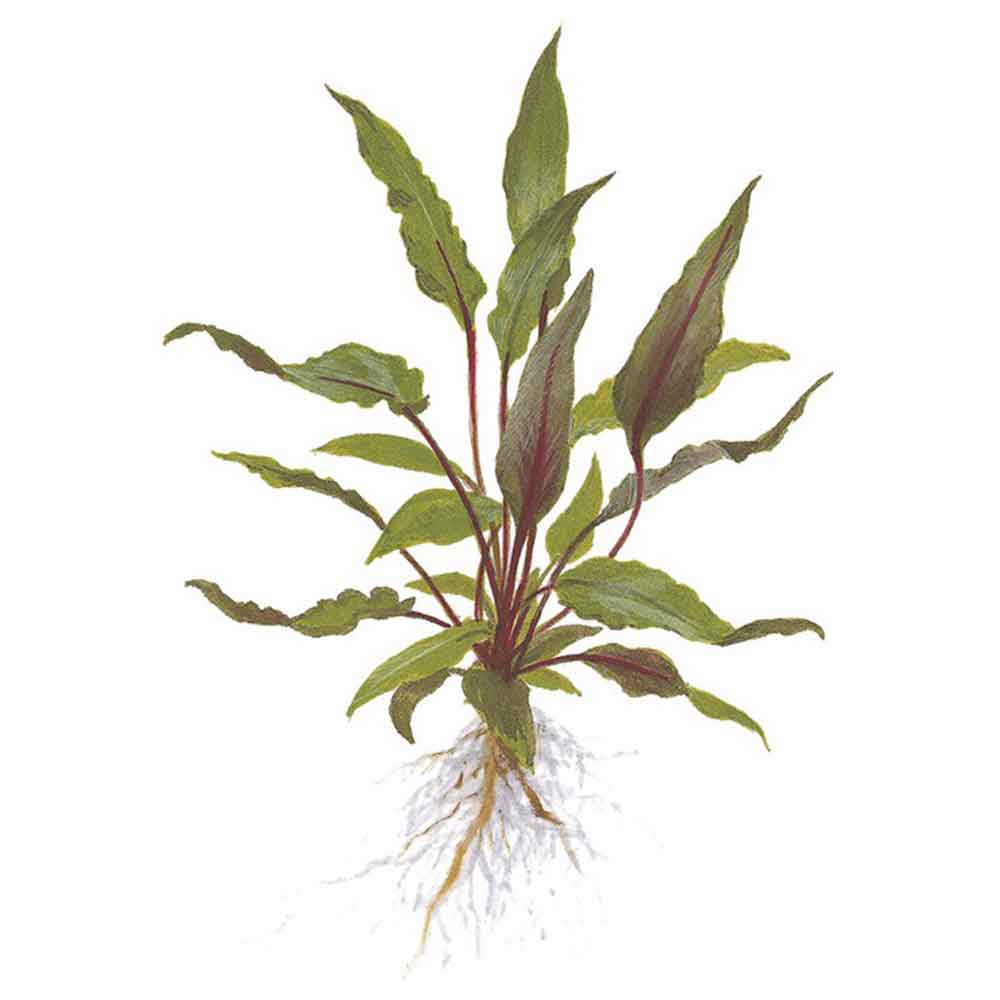 Tropica Cryptocoryne Beckettii &quot;Petchii&quot; in vasetto