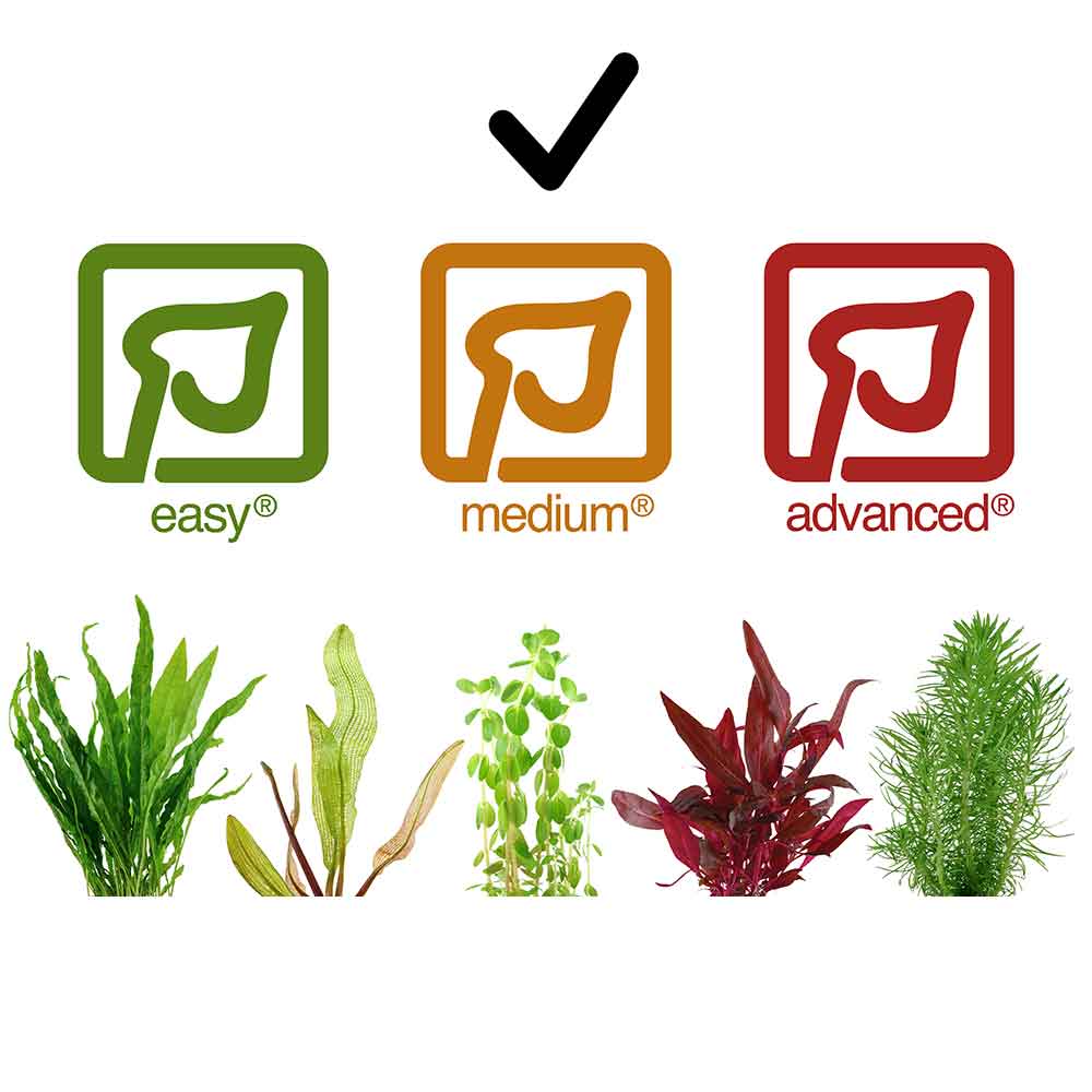 Tropica 1•2•Grow! Pianta Cryptocoryne parva in Vitro Cup
