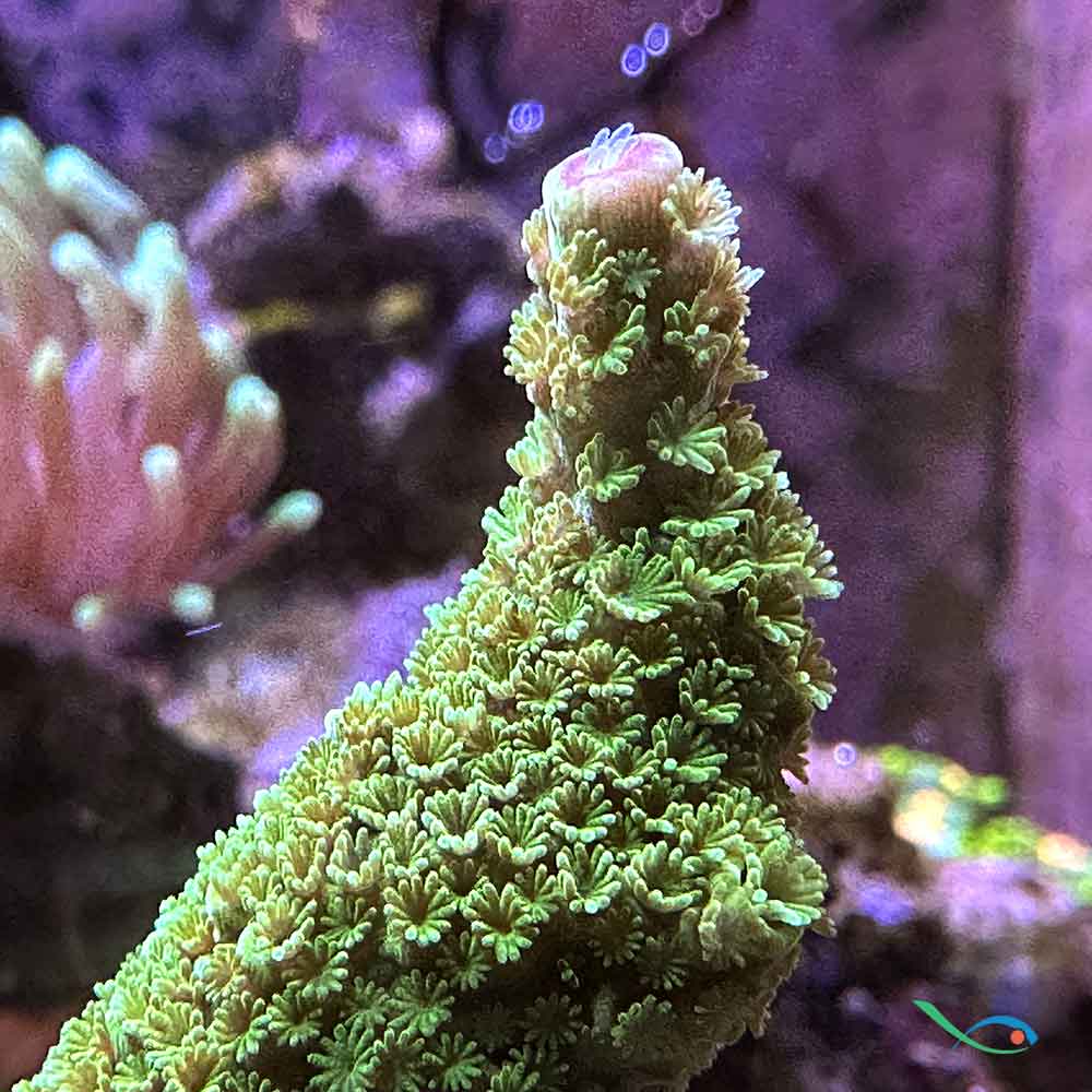 Coralli duri Sps Acropora aspera 6-8cm