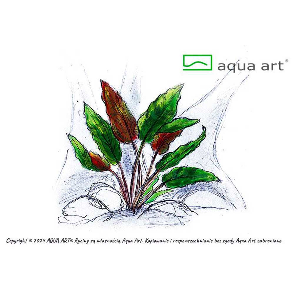 Aqua Art Cryptocoryne wendtii &quot;Mi Oya&quot; in Vitro Cup