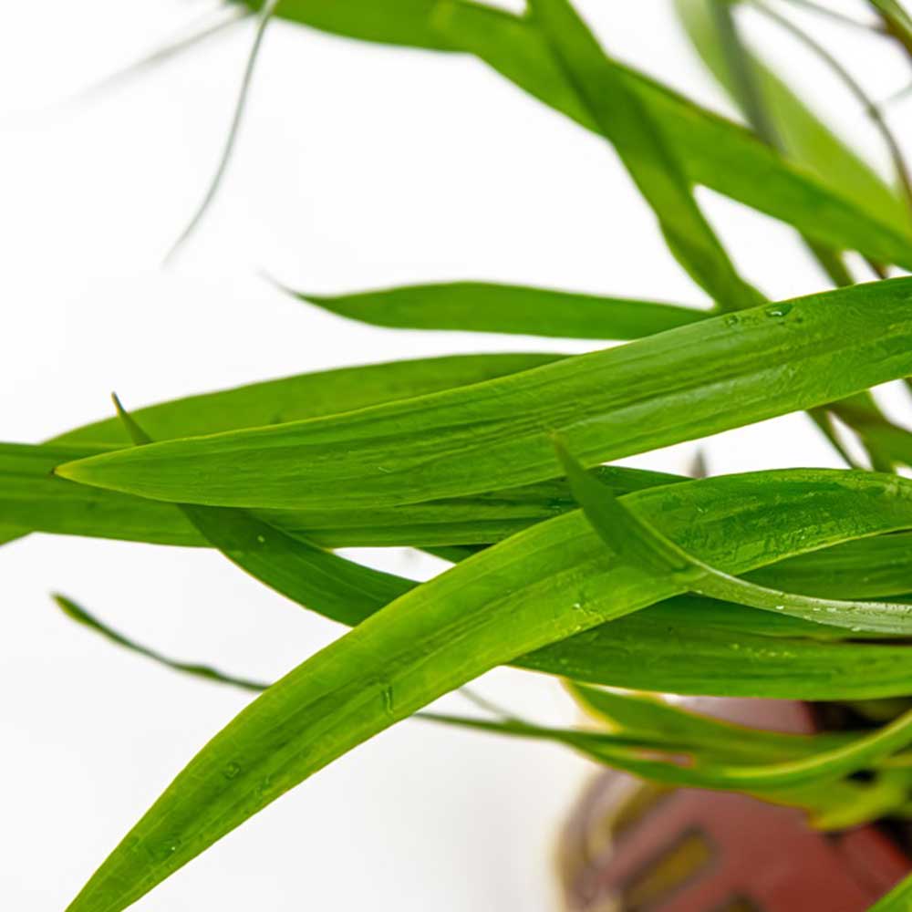 Tropica Pianta Cryptocoryne spiralis 'Red' in vasetto