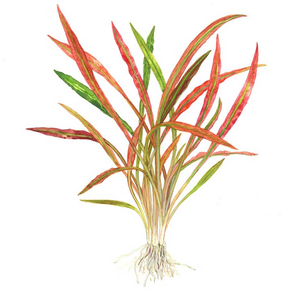 Tropica Pianta Cryptocoryne spiralis 'Red' in vasetto