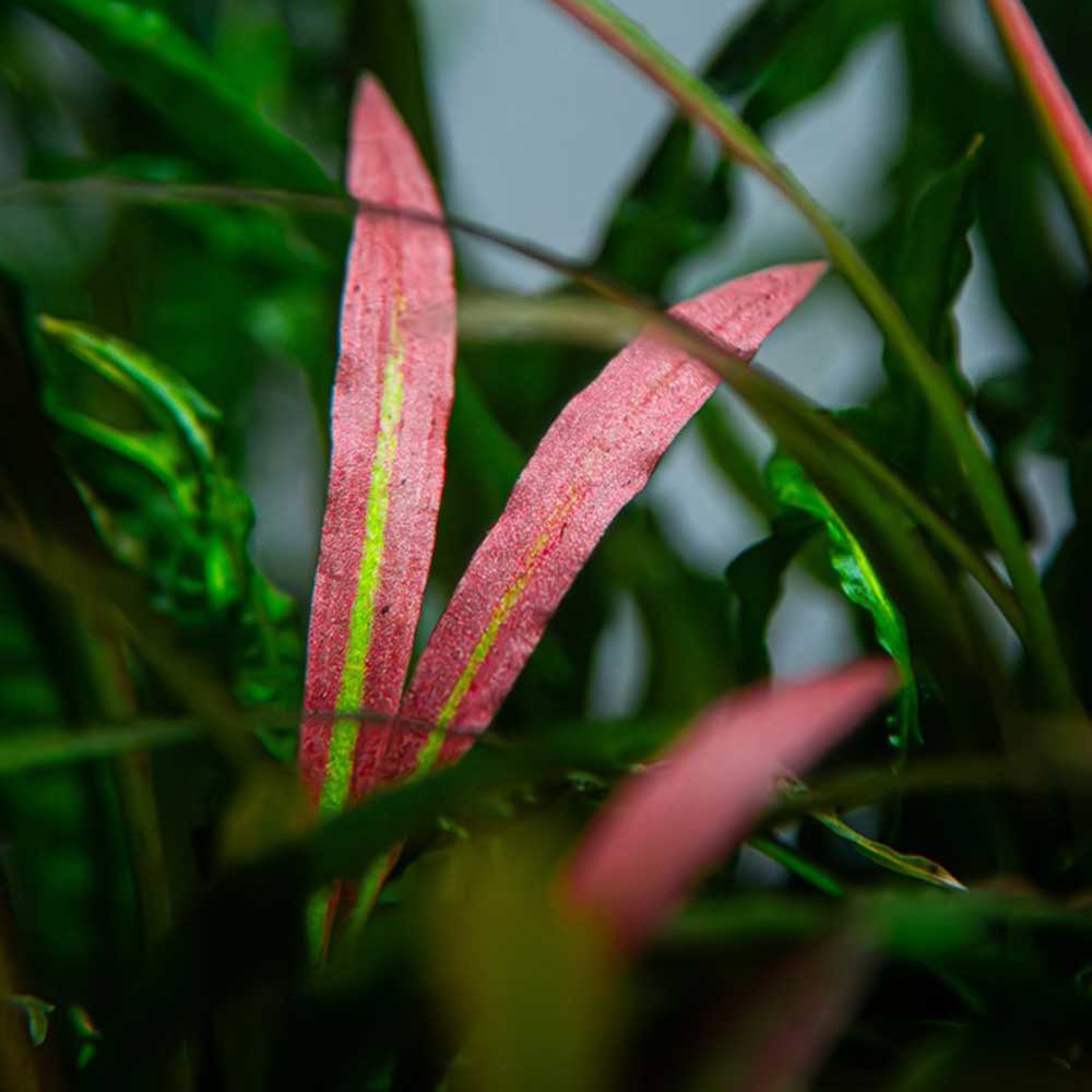 Tropica Pianta Cryptocoryne spiralis 'Red' in vasetto