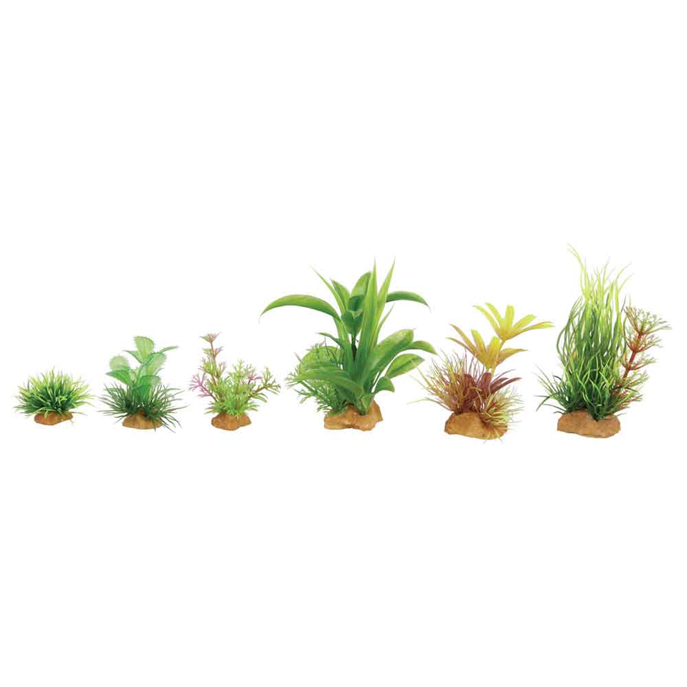 Zolux PlantKit Mini 2 Assortimento 6 piantine in plastica