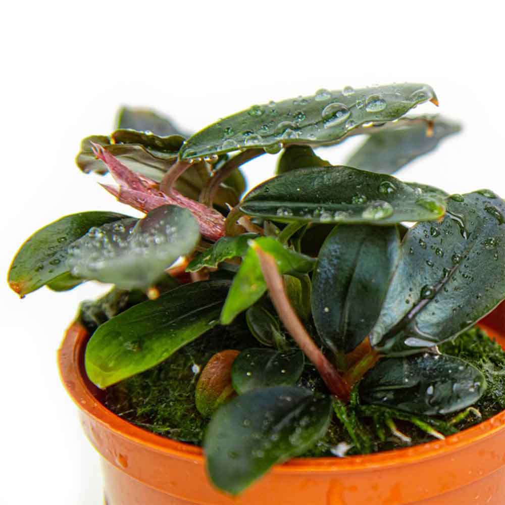 Tropica Pianta Bucephalandra sordidula &quot;Blue&quot; in vasetto