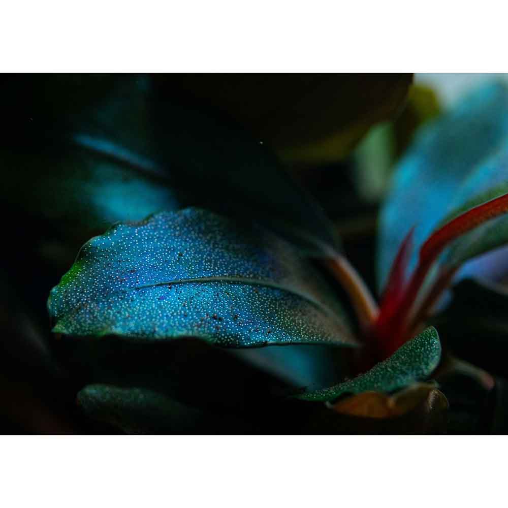 Tropica Pianta Bucephalandra sordidula &quot;Blue&quot; in vasetto