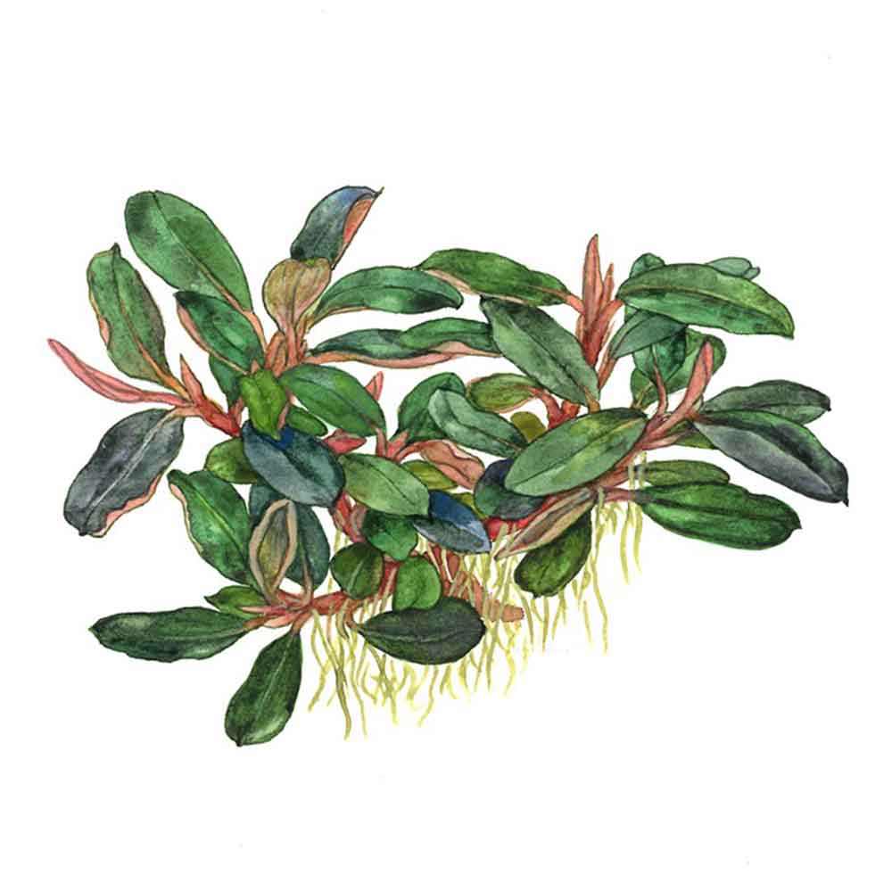 Tropica Pianta Bucephalandra sordidula &quot;Blue&quot; in vasetto