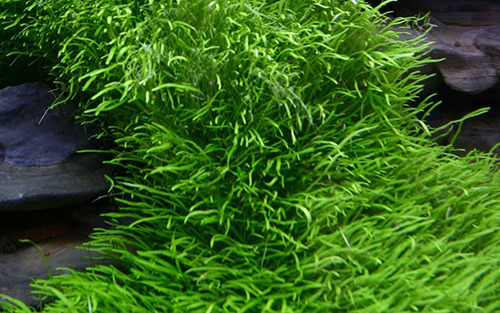 Tropica 1•2•Grow! Utricularia Graminifolia