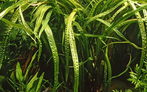 Tropica 1•2•Grow! Cryptocoryne crispatula