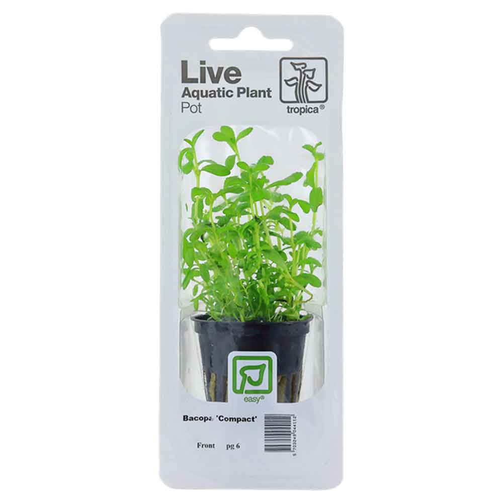 Tropica Single Package Pianta Bacopa &quot;Compact&quot; vasetto
