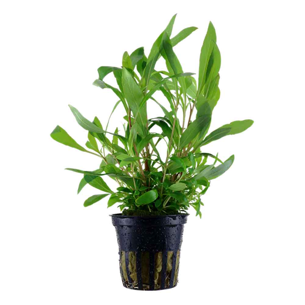 Tropica Pianta Hygrophila Corymbosa &quot;Siamensis&quot; in vasetto