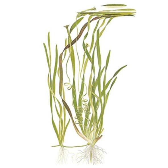Tropica Vallisneria americana &quot;Natans&quot; in mazzetto