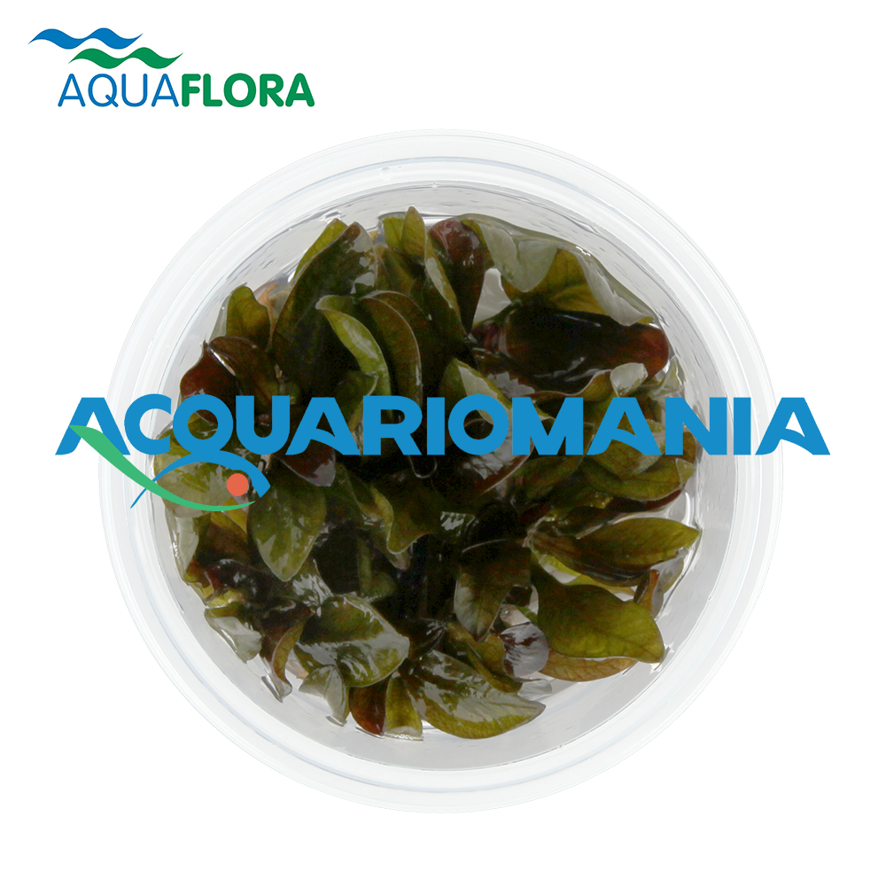 Aquaflora Echinodorus&quot;Reni&quot; in Vitro Cup