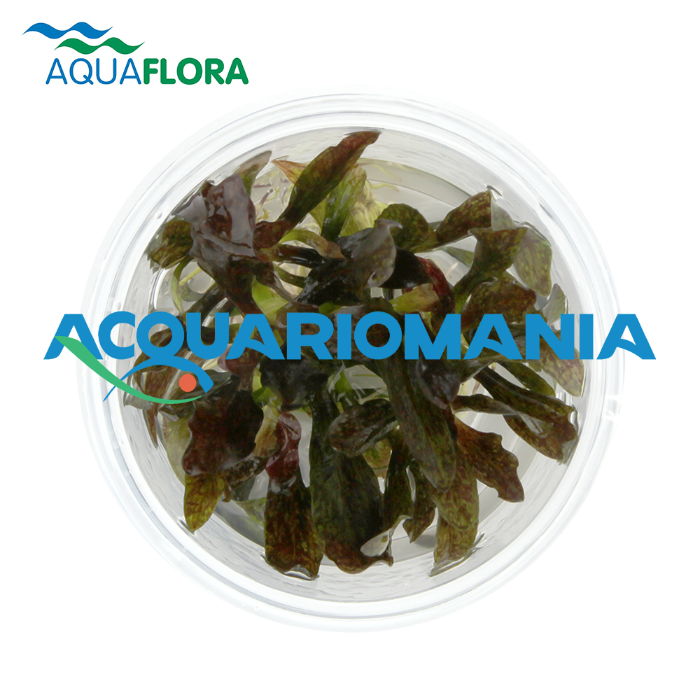 Aquaflora Echinodorus&quot;Little Mystery&quot; in Vitro Cup