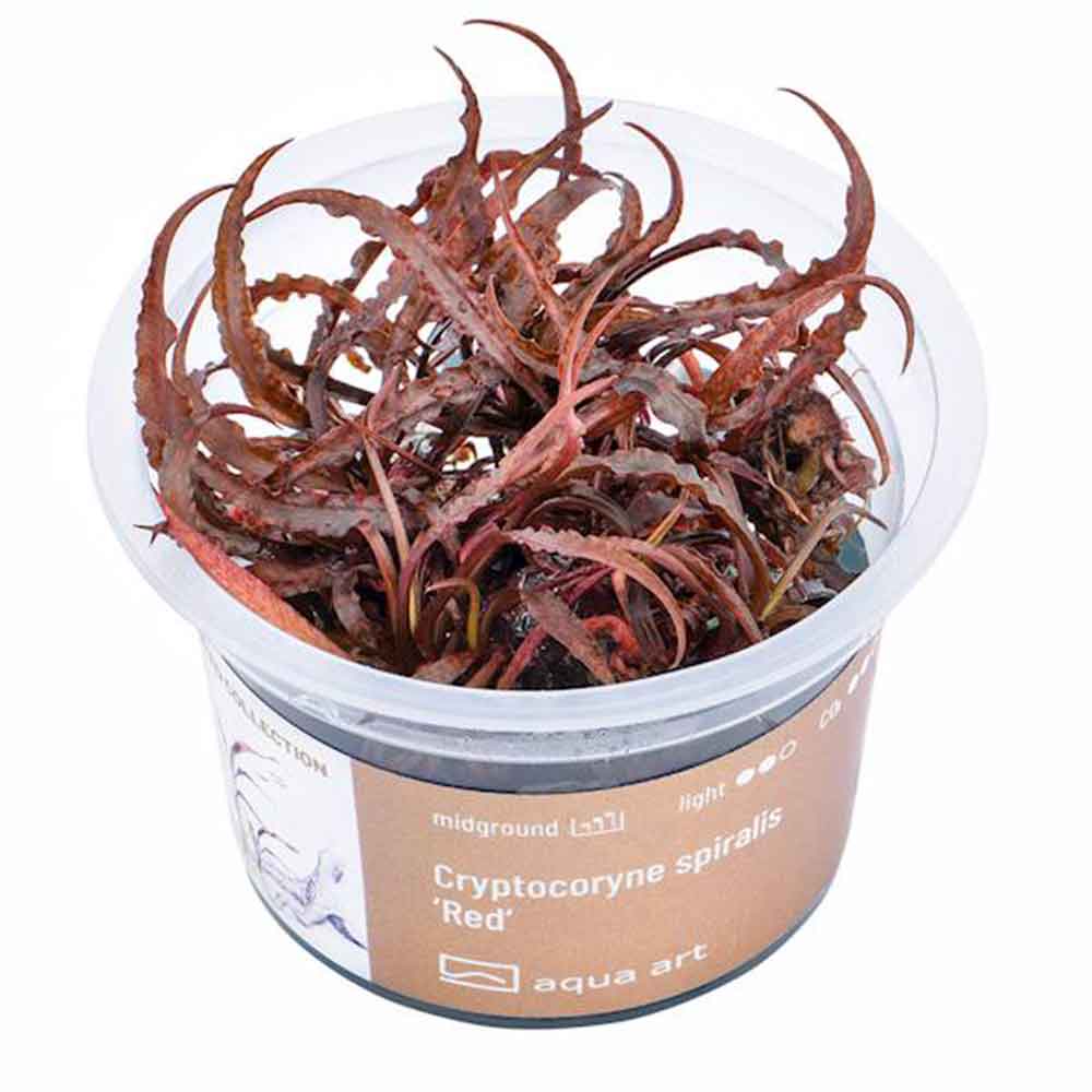 Aqua Art Cryptocoryne spiralis &quot;Red&quot; in Vitro Cup
