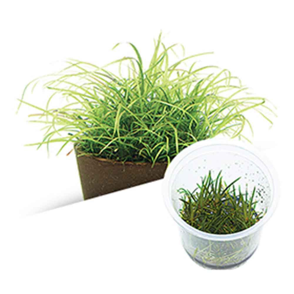 Ada Bio Mizukusa No Mori Helanthium Echinodorus tenellum in Vitro Cup (7,5Ø-8H)