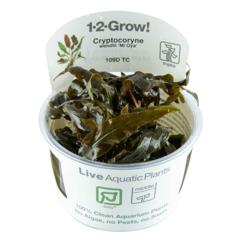 Tropica 1•2•Grow! Pianta Cryptocoryne wendtii &quot;Mi Oya&quot; in Vitro Cup