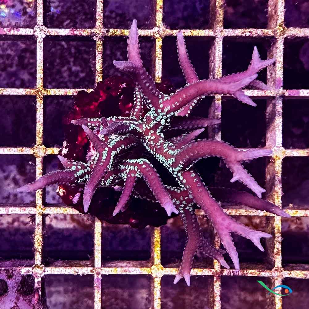Coralli duri SPS Seriatopora Hystrix 4-5cm circa
