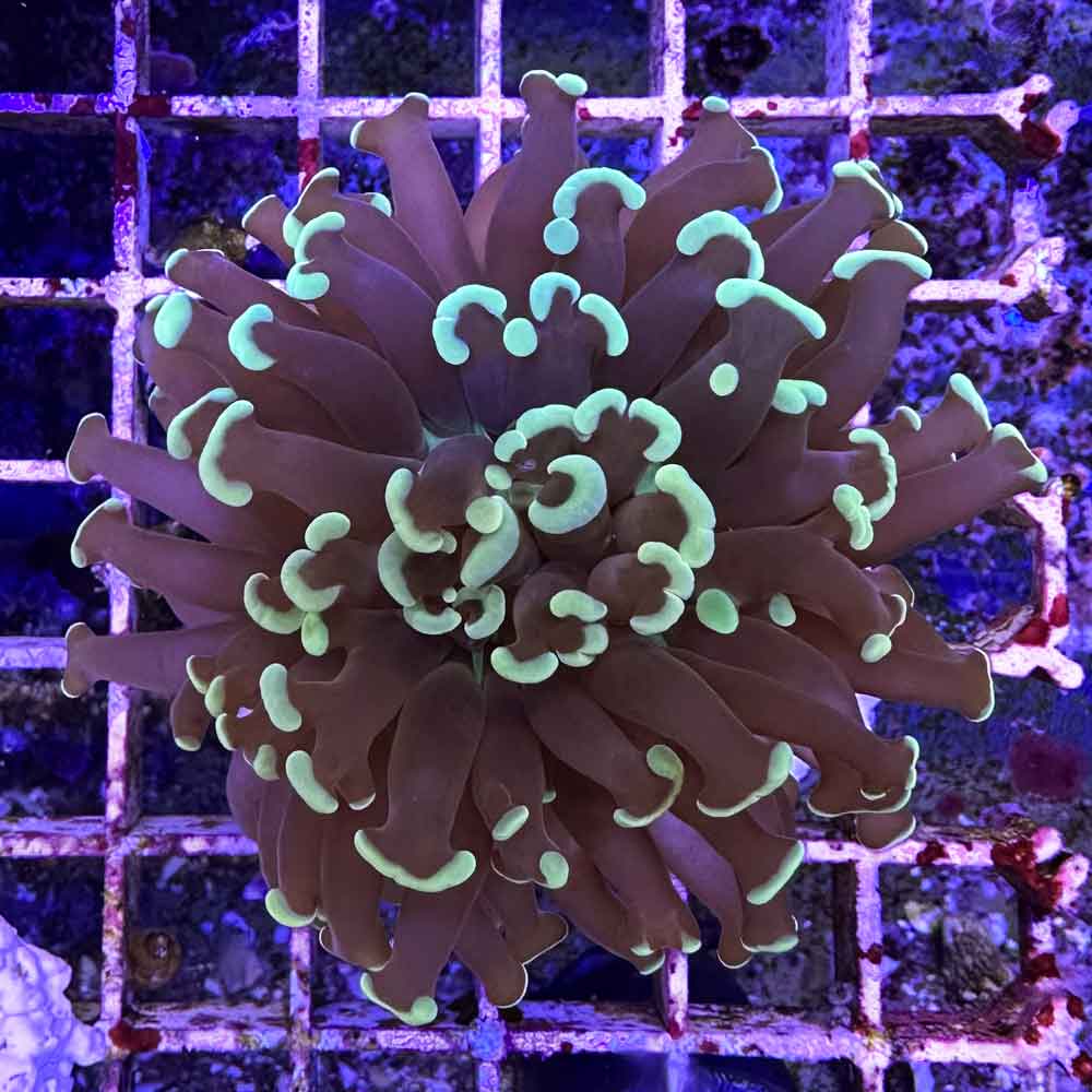 Coralli duri Lps Euphyllia paraancora 2/3 calici
