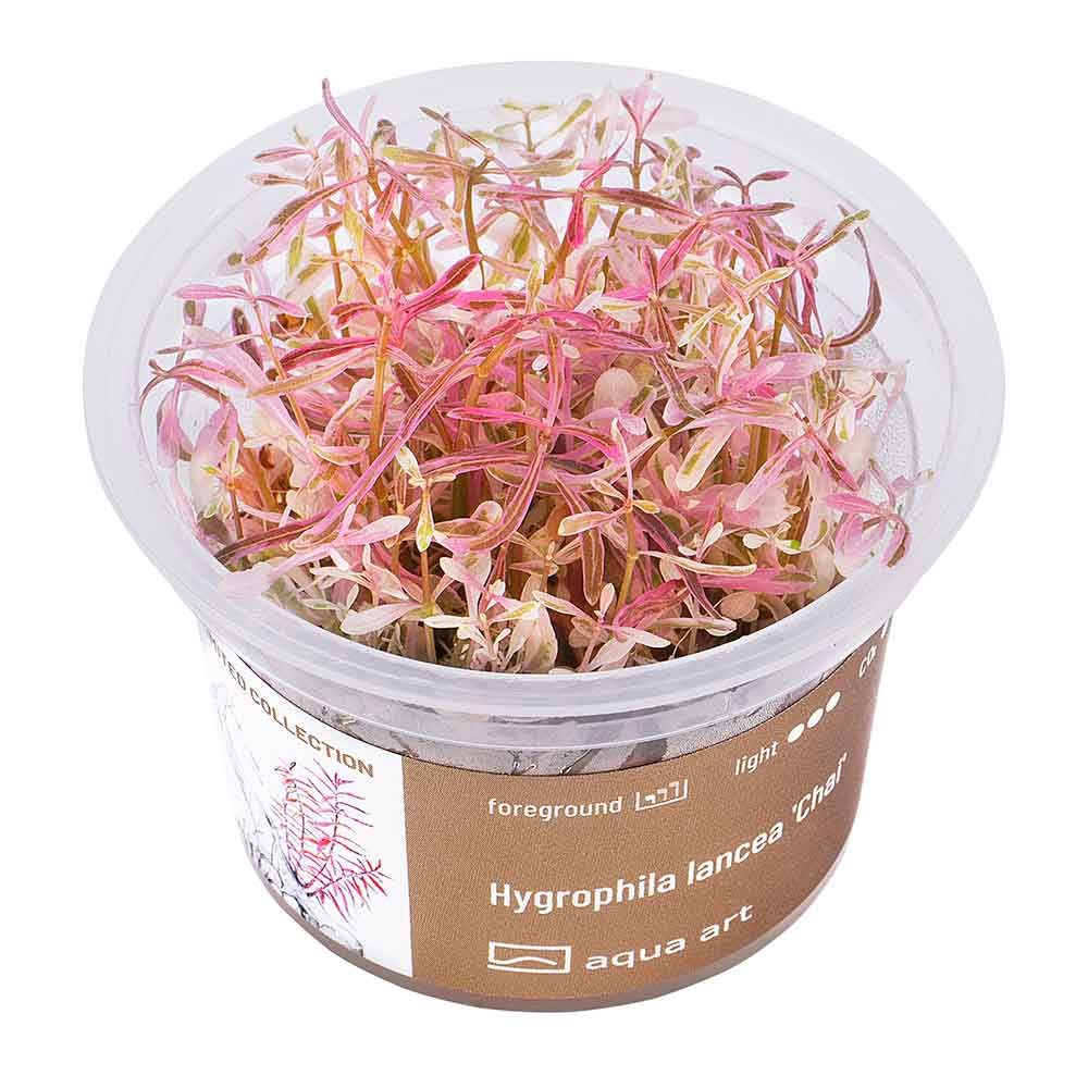 Aqua Art Hygrophila lancea 'Chai' in Vitro Cup