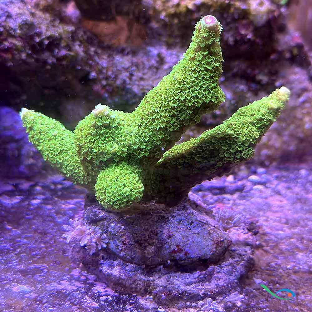 Coralli duri Sps Acropora aspera 6-8cm