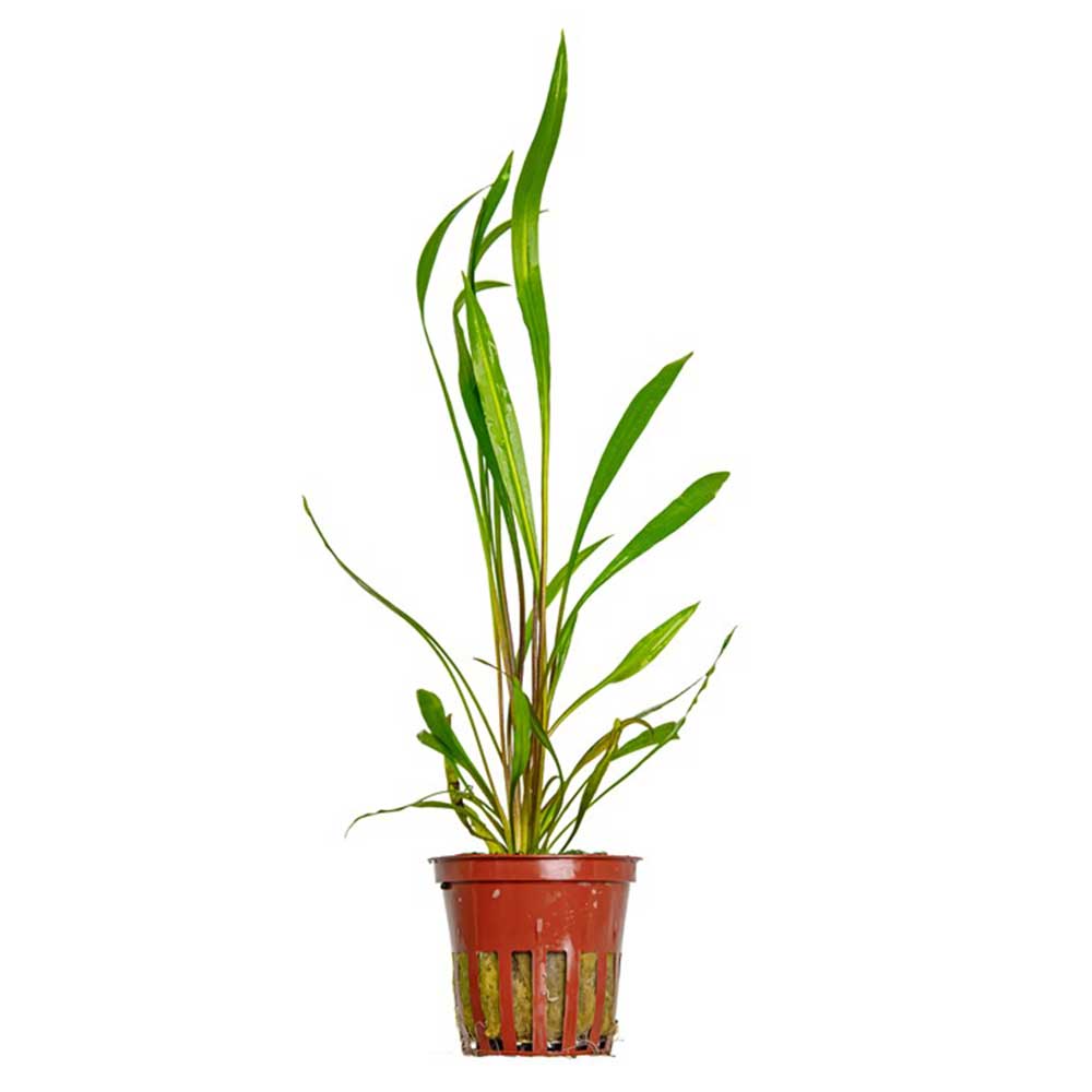 Tropica Pianta Cryptocoryne spiralis 'Red' in vasetto