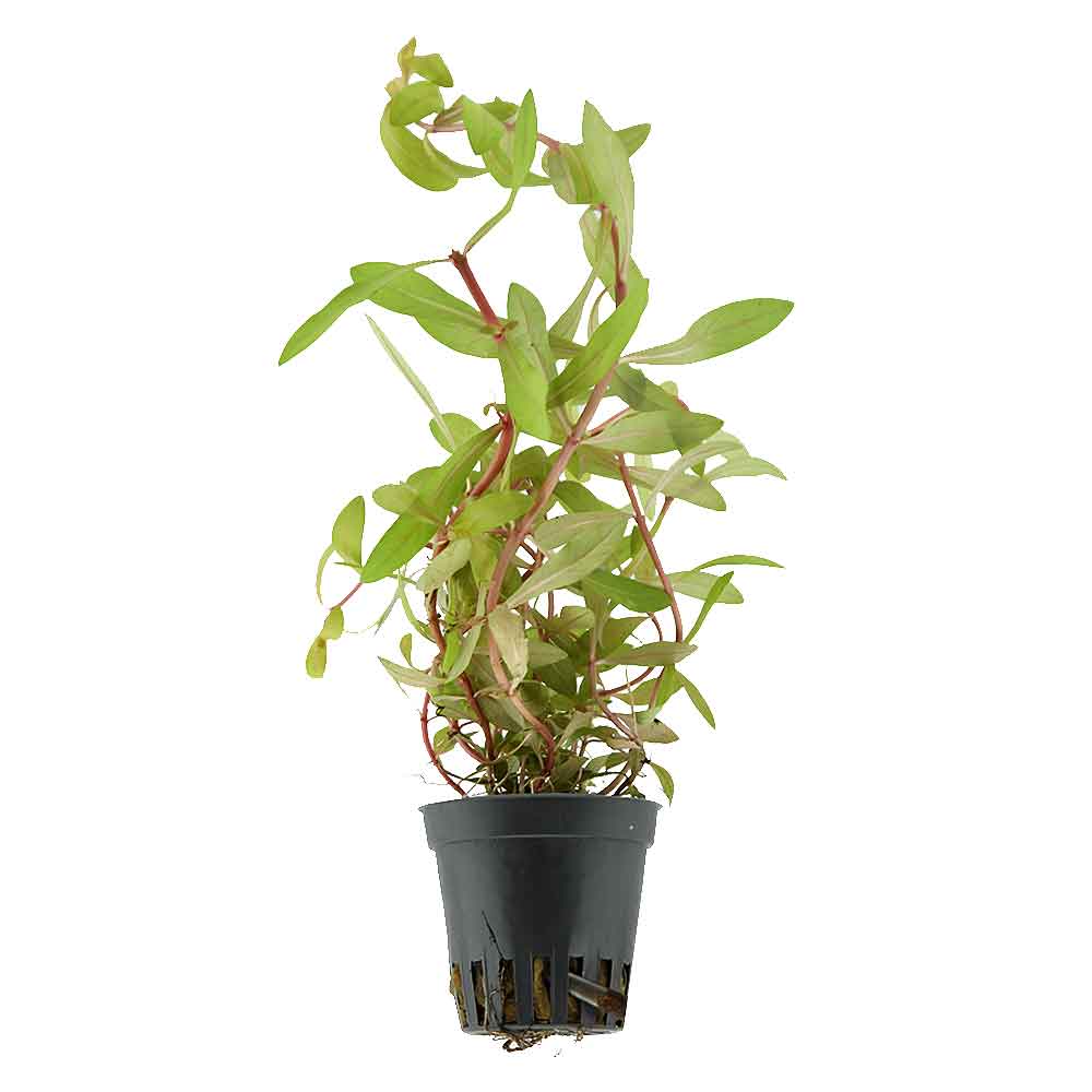 Aquafleur Pianta Ammania (Nesaea) Pedicillata Gold