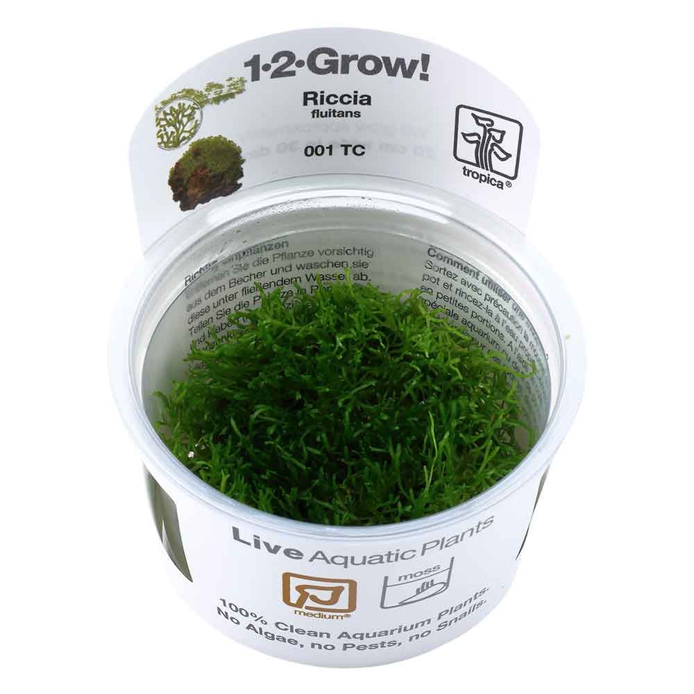 Tropica 1•2•Grow! Pianta Riccia Fluitans in Vitro Cup