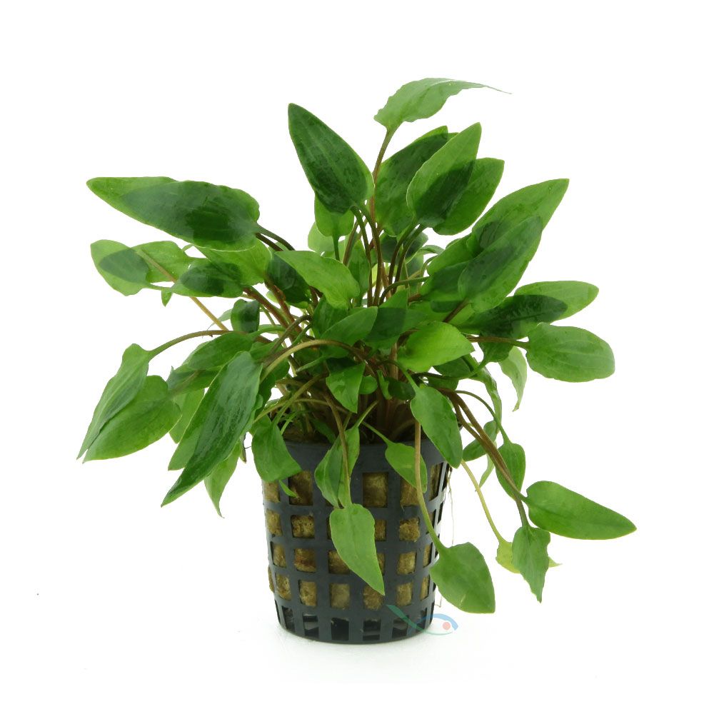 Pianta Cryptocoryne Wendtii &quot;green&quot; vasetto