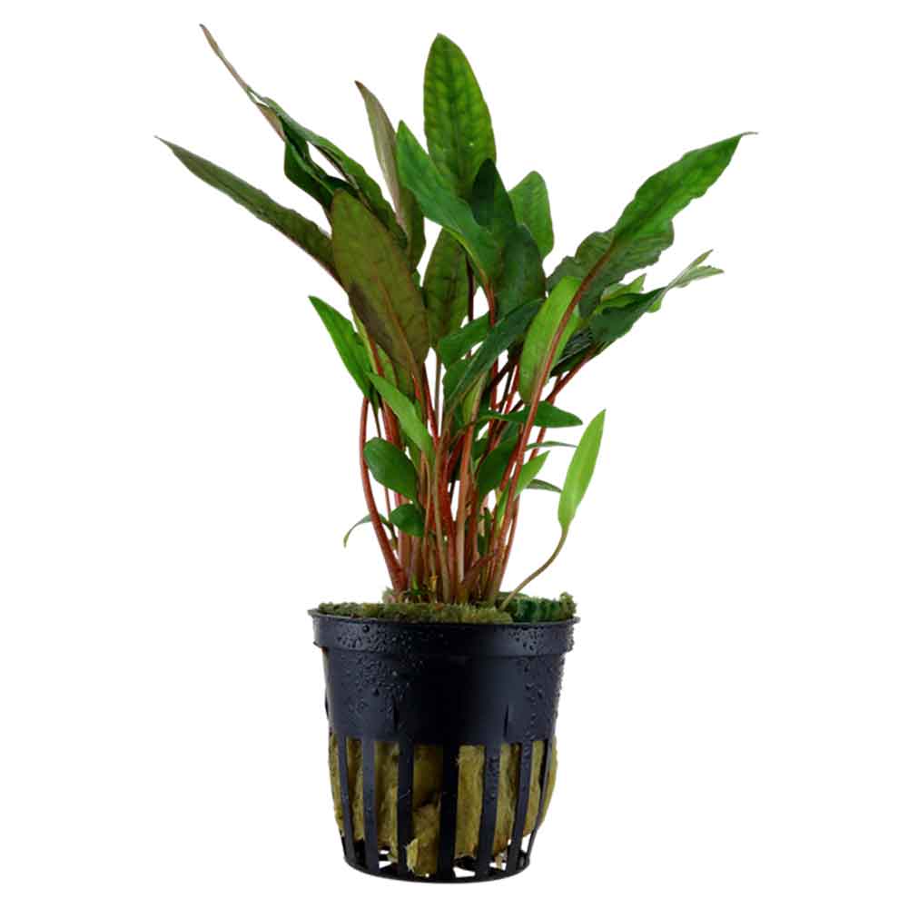 Tropica Pianta Cryptocoryne Beckettii &quot;Petchii&quot; in vasetto
